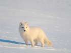 Arctic fox in snow during winter at Gronfjorden in Nordenskiold Land, Norway, Svalbard. Art Print